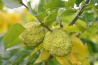 Der Indianer-Baum Osagedorn trägt reife Früchte  im Queen-Auguste-Victoria-Park