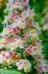 Traum-Blüte einer Baum-Schönheit: Die Aescukus indica.